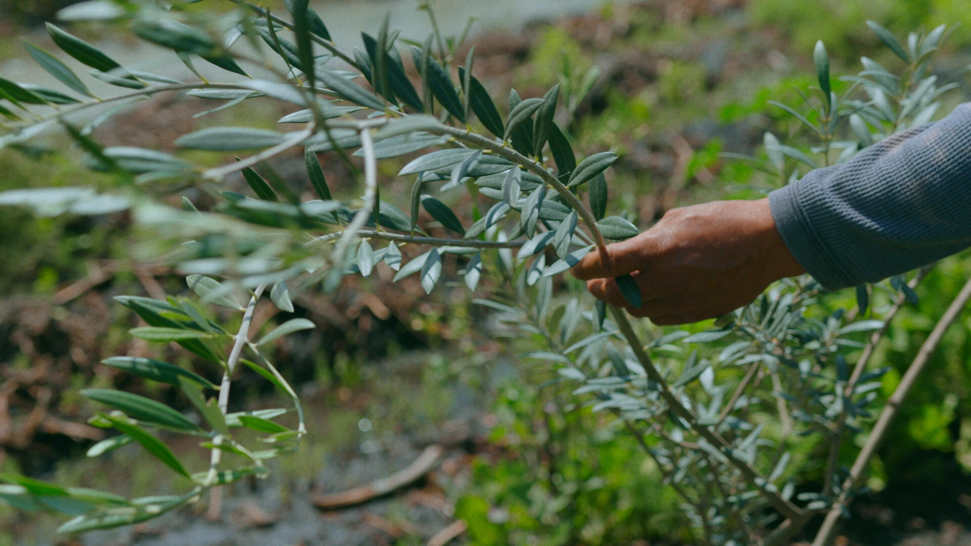 From an olive tree plantation on in Xochimilco, México From an olive tree plantation on in Xochimilco, México